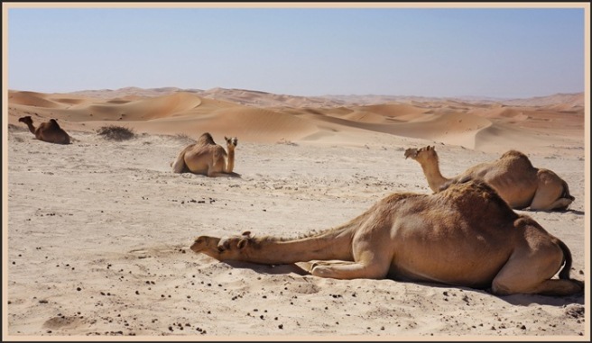 Image result for sleeping camel images